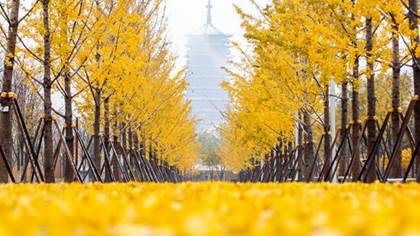 北京园博园04