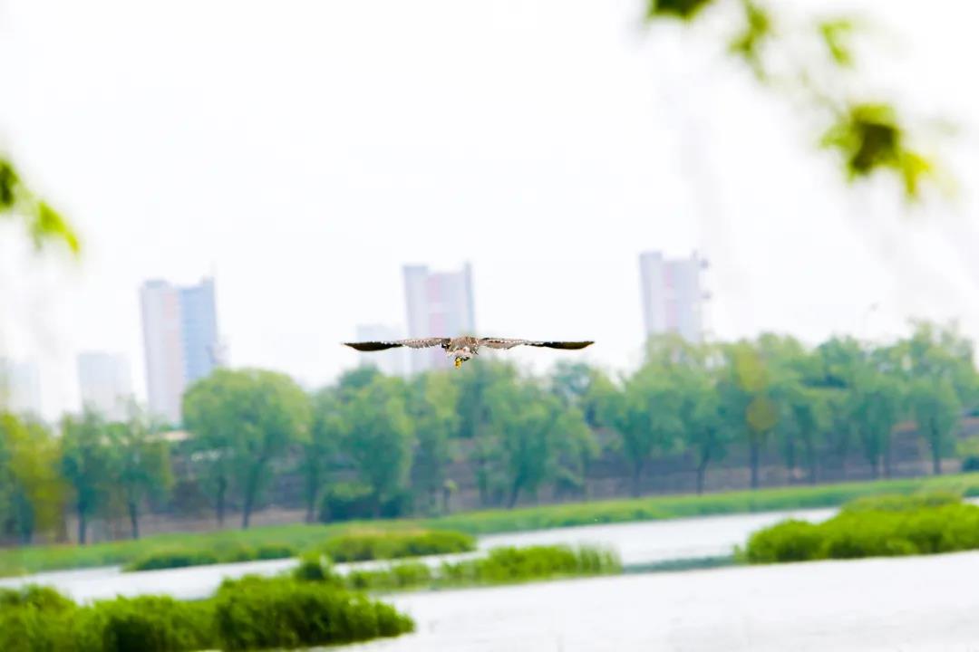 让森林走进城市，让鸟鸣常伴耳边——园博园40万平米湿地补水