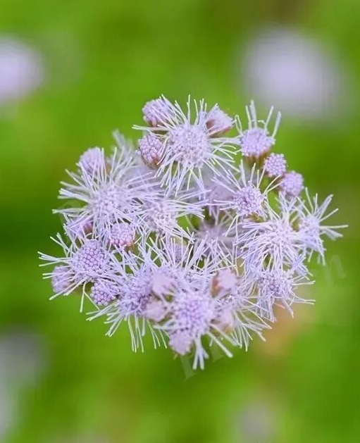 花展小百科｜每日一花介绍花展上的一种植物——蓝雾花