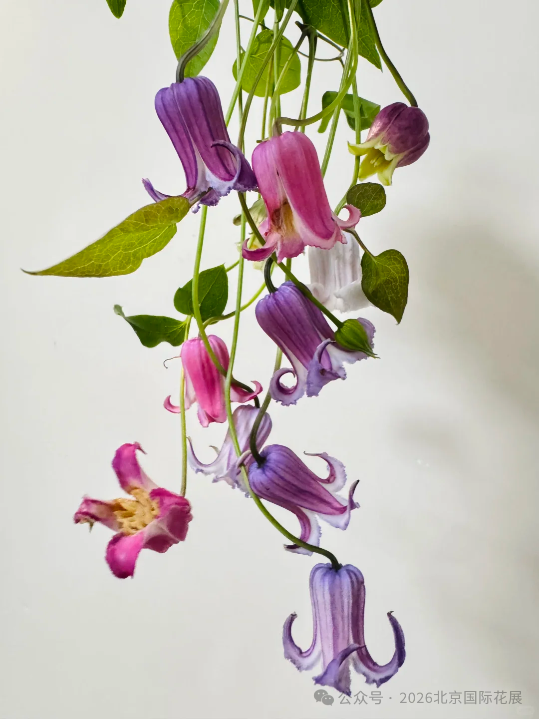 花展小百科｜铃铛铁线莲
