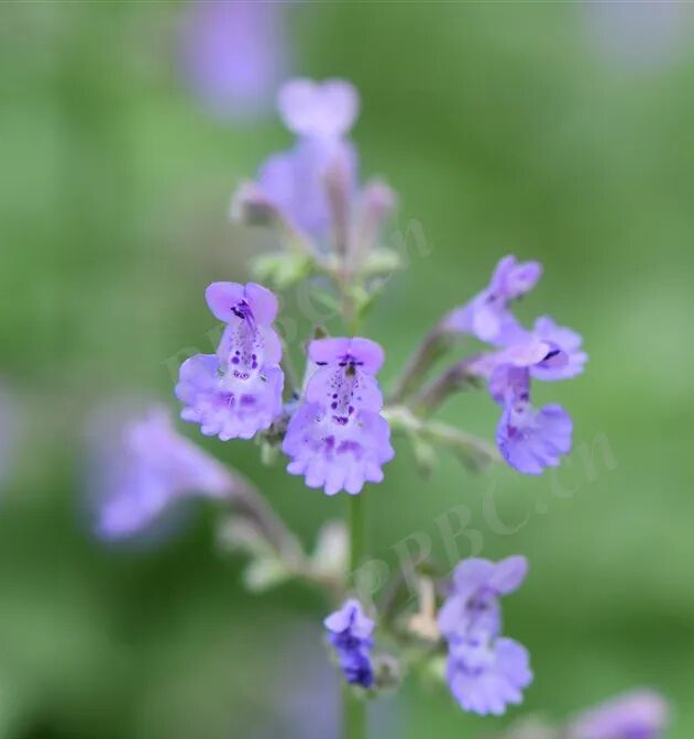 花展小百科｜每日一花介绍花展上的一种植物——荆芥