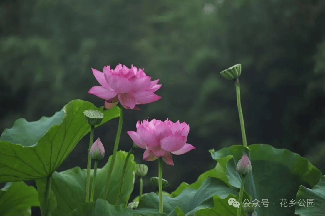 一湾荷风入夏!花乡公园2026荷花文化节清雅启幕(1)94.png