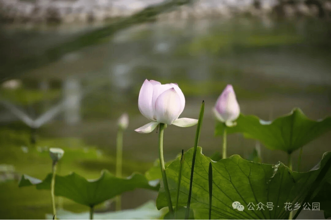 一湾荷风入夏!花乡公园2026荷花文化节清雅启幕(1)179.png