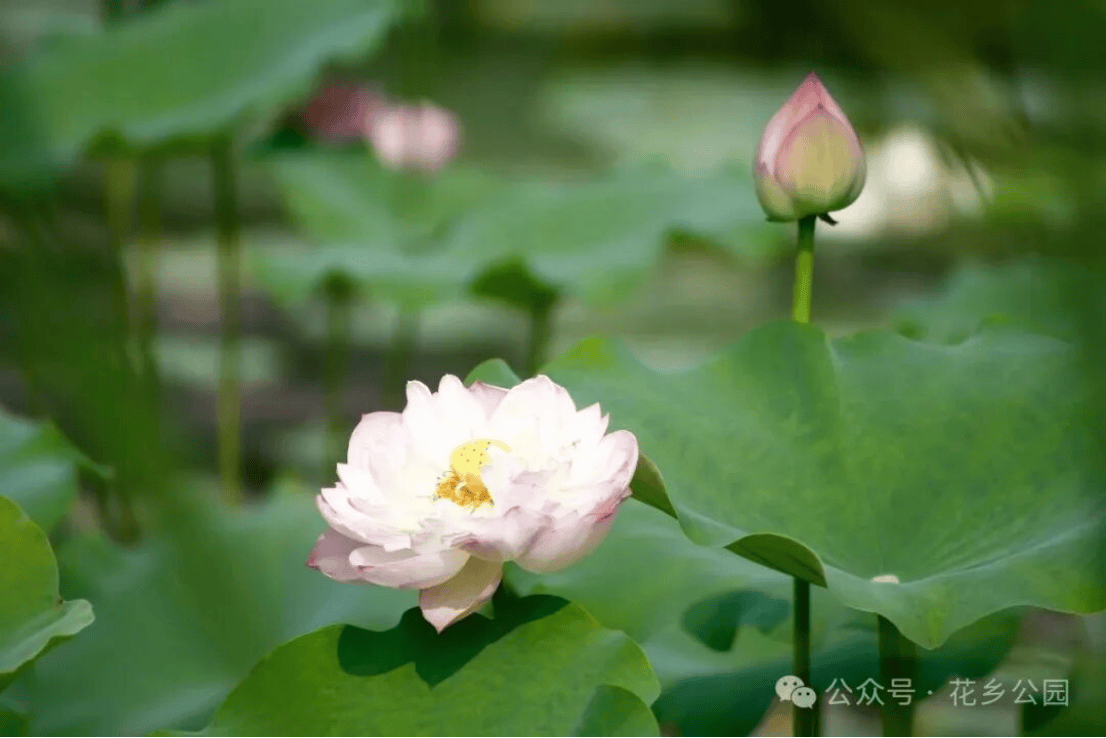 一湾荷风入夏!花乡公园2026荷花文化节清雅启幕(1)363.png