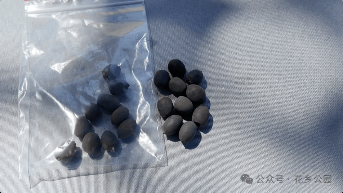 一湾荷风入夏!花乡公园2026荷花文化节清雅启幕(1)564.png