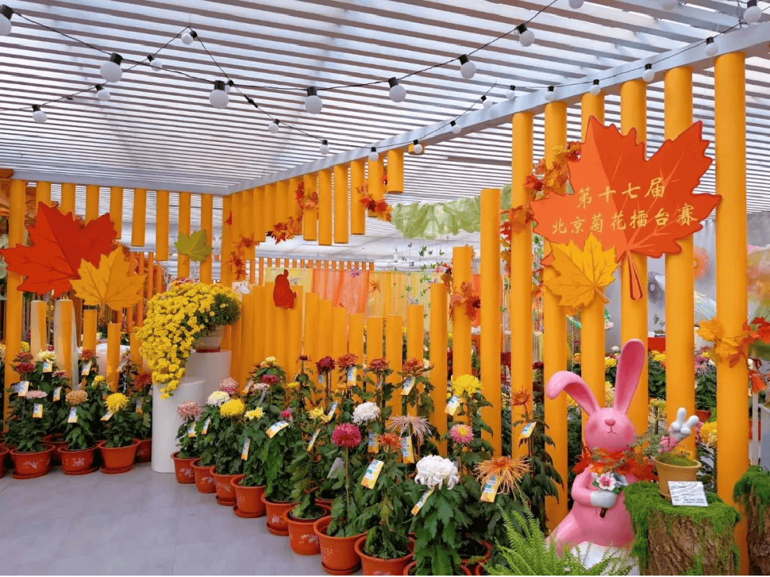 菊王揭晓!52家单位近2000盆菊花同台争艳,第十七届菊花擂台赛今日开幕156.png