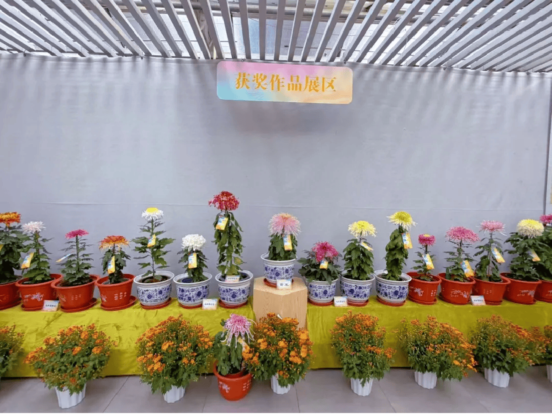 菊王揭晓!52家单位近2000盆菊花同台争艳,第十七届菊花擂台赛今日开幕316.png