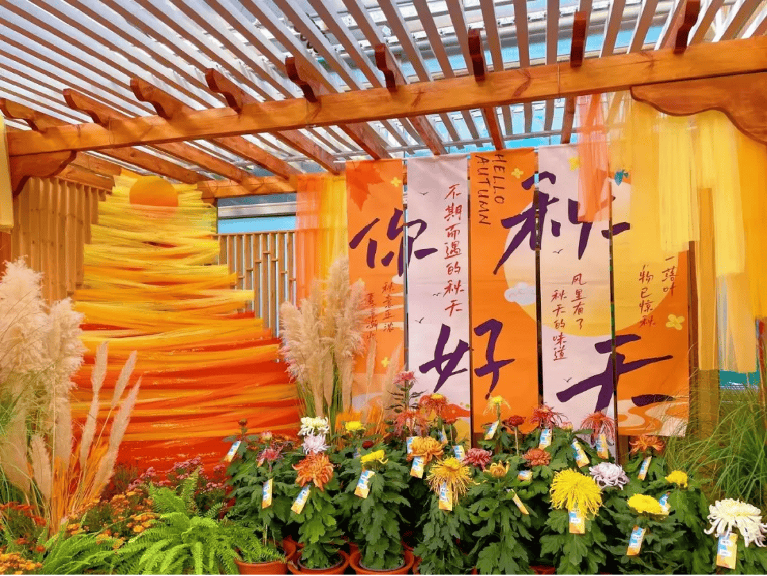 菊王揭晓!52家单位近2000盆菊花同台争艳,第十七届菊花擂台赛今日开幕488.png