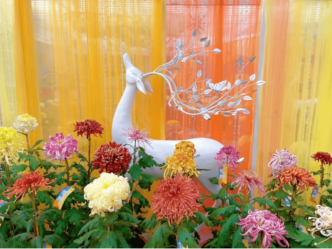 菊王揭晓!52家单位近2000盆菊花同台争艳,第十七届菊花擂台赛今日开幕491.png