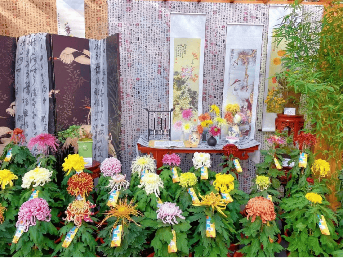 菊王揭晓!52家单位近2000盆菊花同台争艳,第十七届菊花擂台赛今日开幕741.png