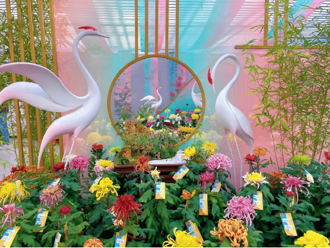 菊王揭晓!52家单位近2000盆菊花同台争艳,第十七届菊花擂台赛今日开幕840.png