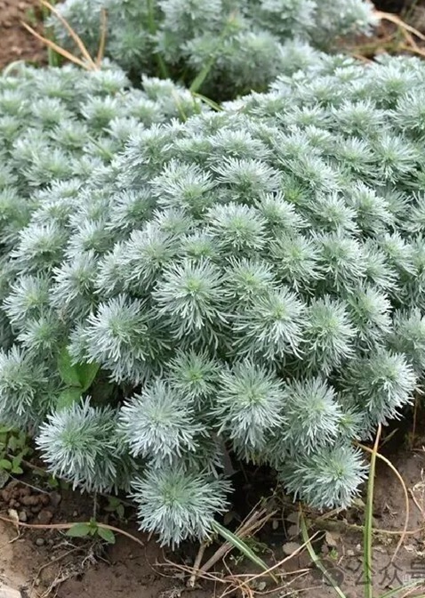 花展小百科｜每日一花介绍花展上的一种植物——朝雾草