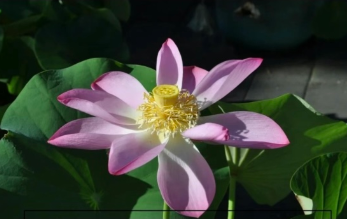 穿越800年的绽放！不止是花！更是会开花的“活文物”！