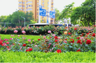 开启浓颜模式！17.6公里超长“月季项链”上线！三环路变身浪漫花廊~