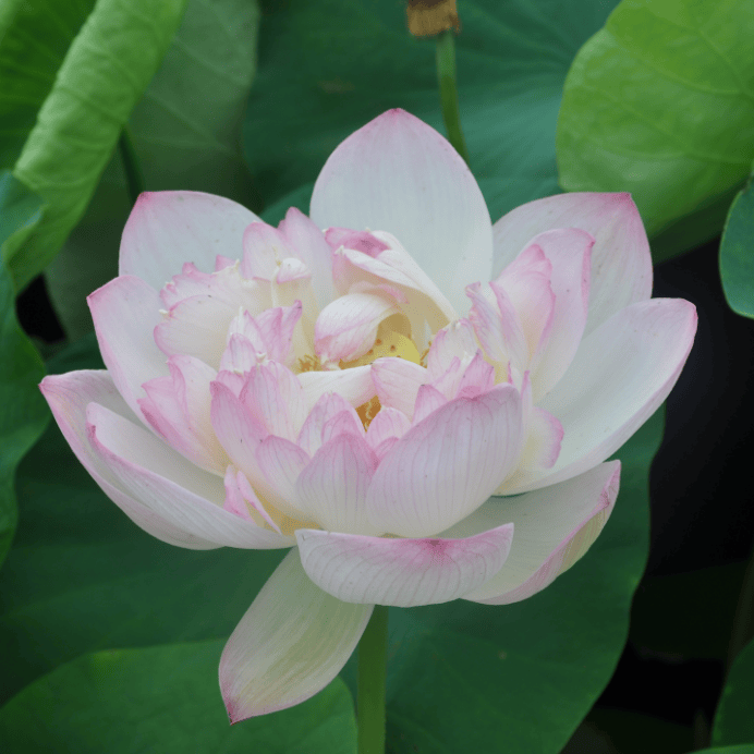 莲花池 “荷” 仙姑再聚，古莲新荷，凌波入塘